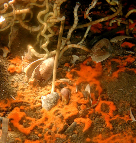 An aggregation of Lamellibrachia luymesi in the Gulf of Mexico (Photo: Ian MacDonald)