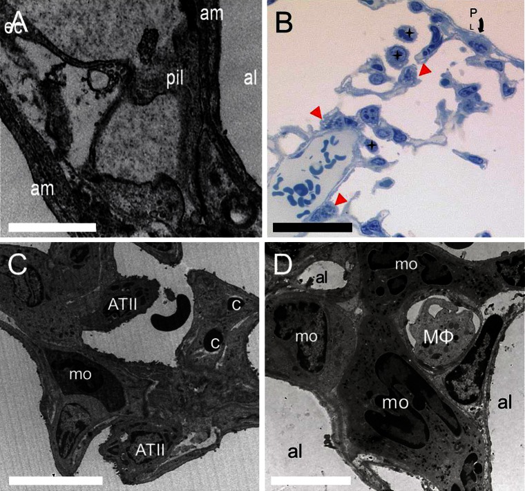 Fig. 4