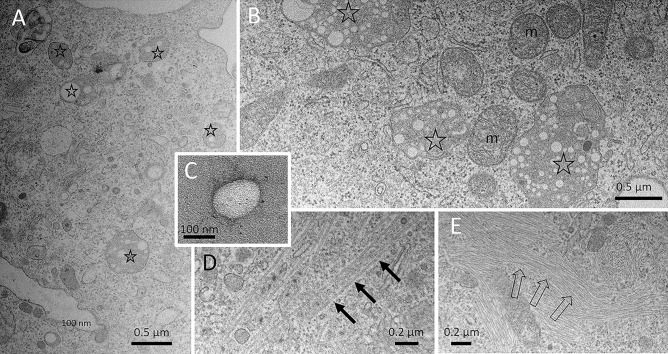 Fig. 10