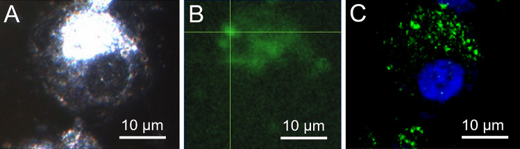 Fig. 8