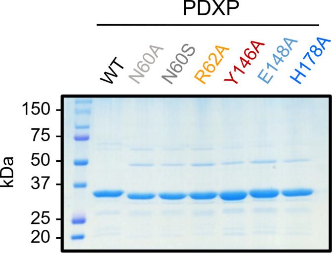 Figure 3—figure supplement 5.