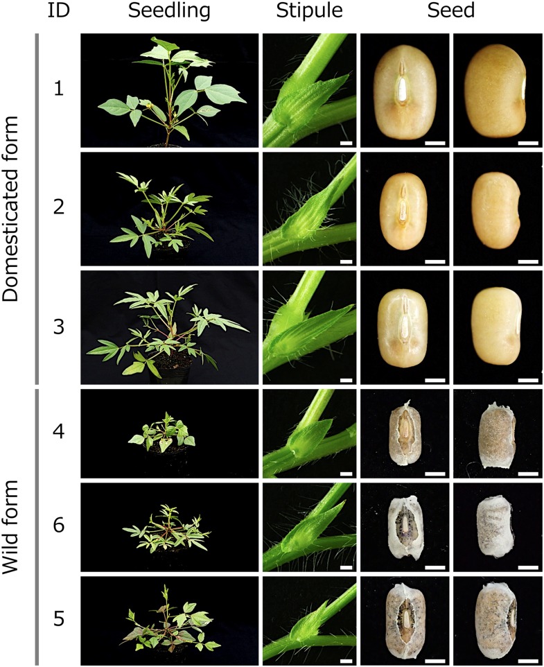 Fig 1