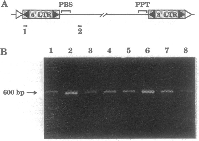 graphic file with name pnas01146-0403-a.jpg