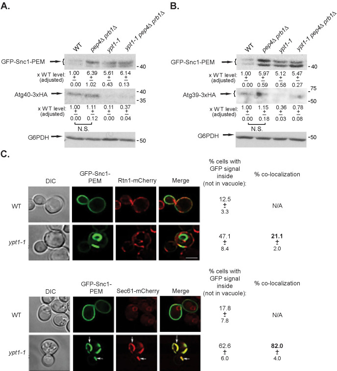 Fig 4