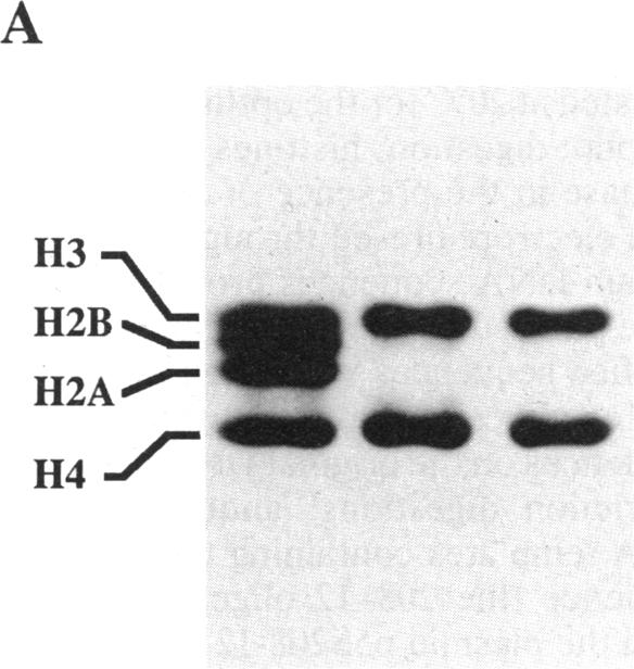 graphic file with name pnas01073-0233-a.jpg