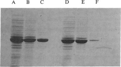 graphic file with name pnas01027-0127-a.jpg