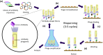 Workflow steps in phage display antibody optimisation.