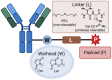 Schematic showing antibody-drug conjugate components, including the antibody, the warhead, the linker, and the payload.