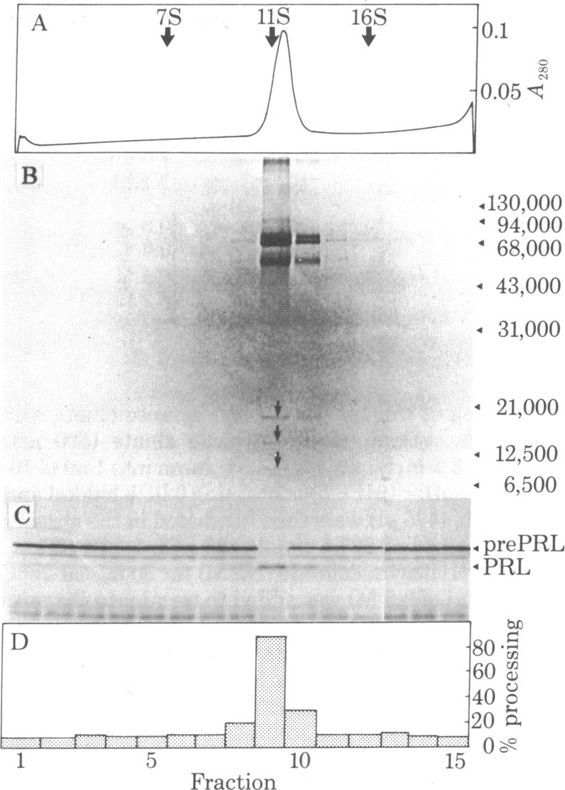 graphic file with name pnas00499-0177-a.jpg