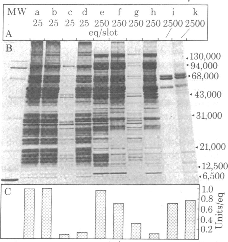 graphic file with name pnas00499-0176-c.jpg