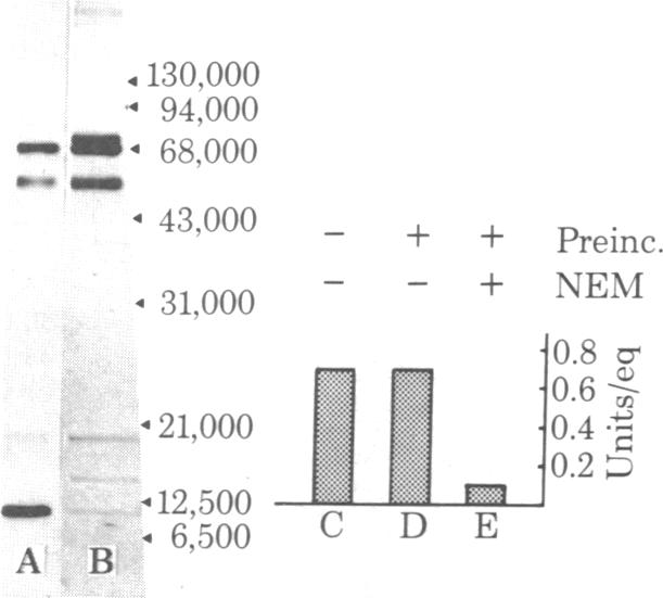 graphic file with name pnas00499-0178-a.jpg