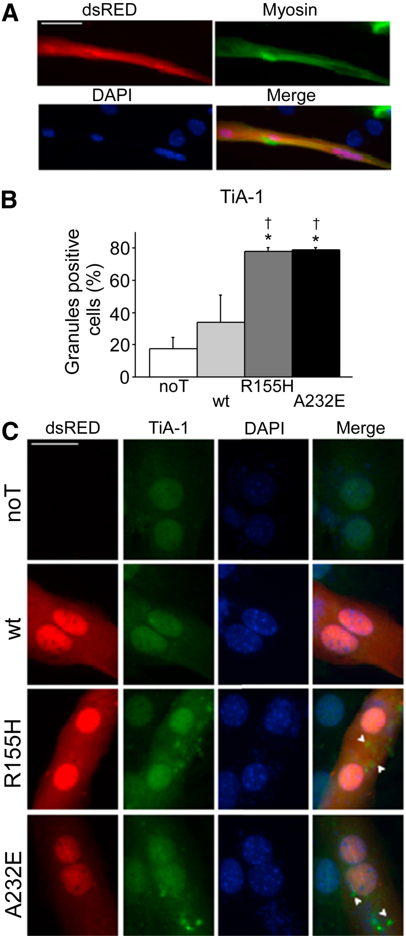 Figure 4