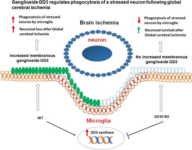 graphic file with name nihms-1715766-f0009.jpg