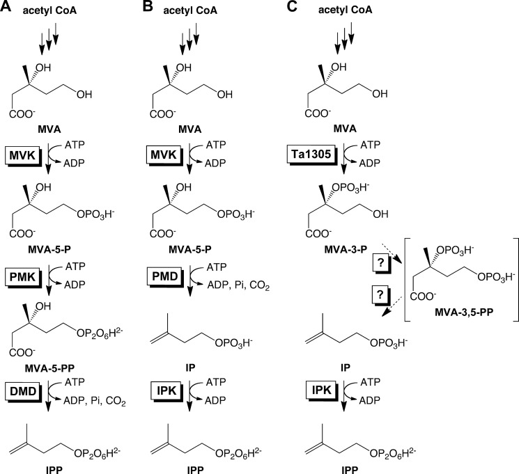 FIGURE 1.