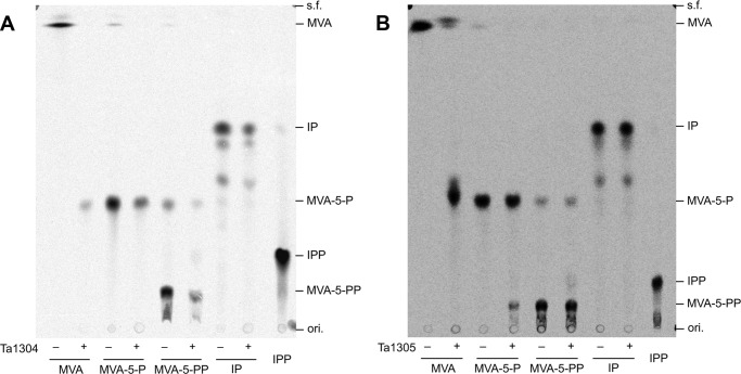 FIGURE 4.