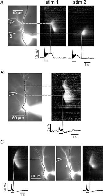 Figure 5