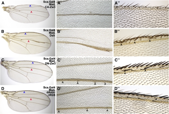 Figure 3—