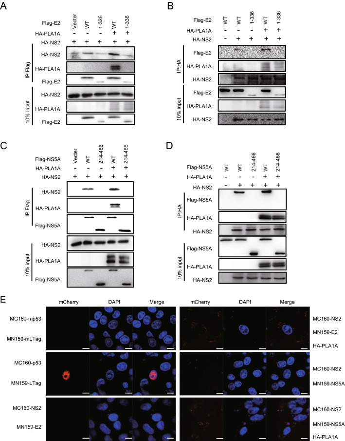 Fig. 6