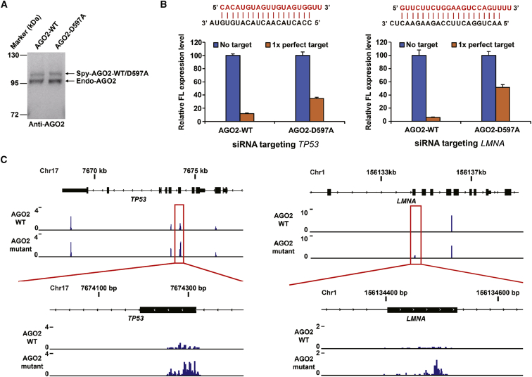 Figure 2