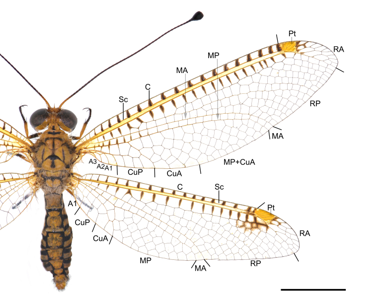 Figure 3.