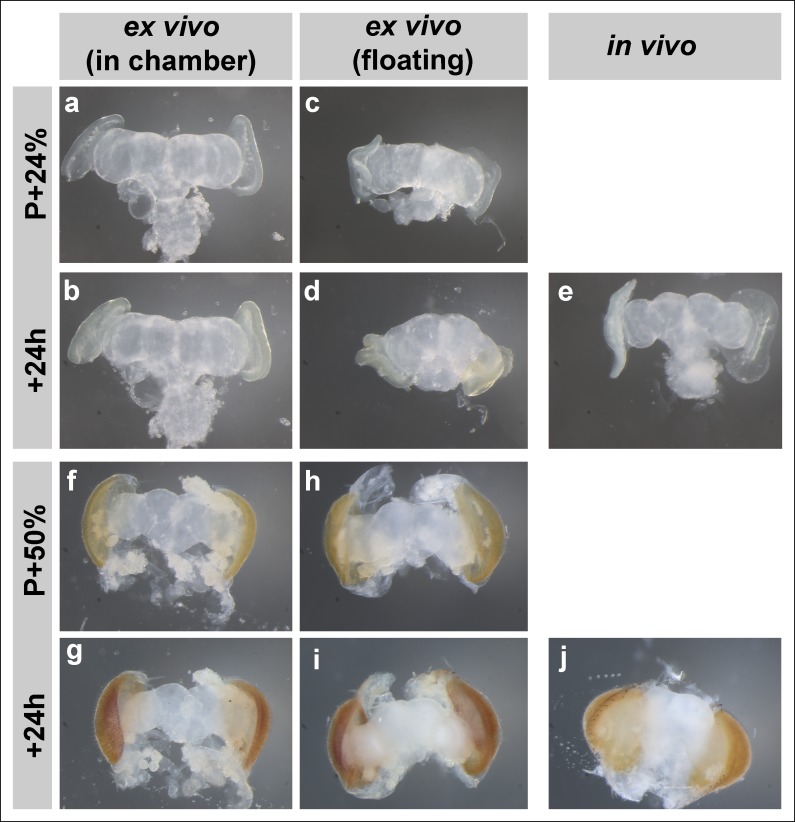 Figure 1—figure supplement 2.