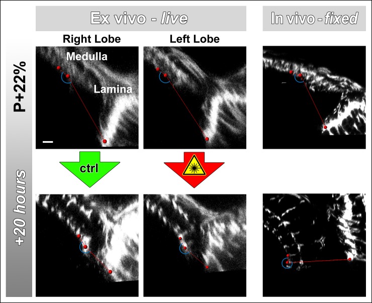 Figure 2—figure supplement 1.