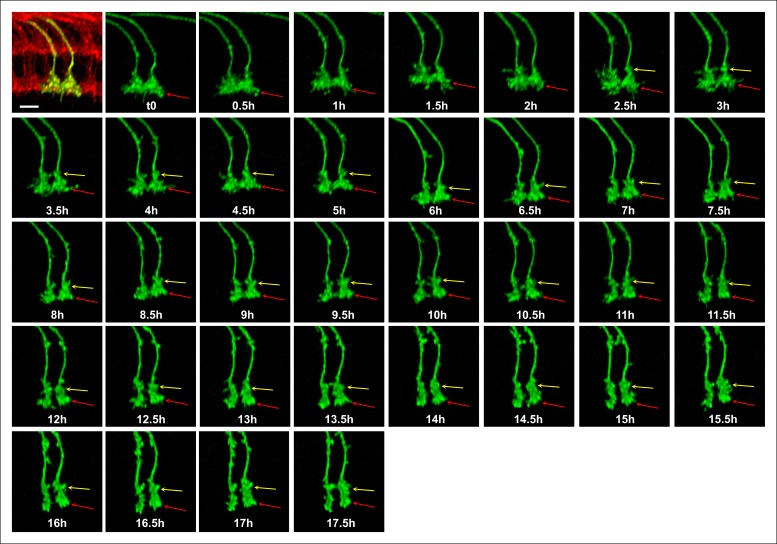 Figure 5—figure supplement 1.