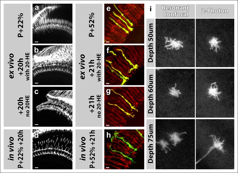 Figure 2—figure supplement 2.