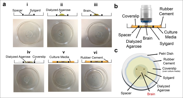 Figure 1—figure supplement 1.