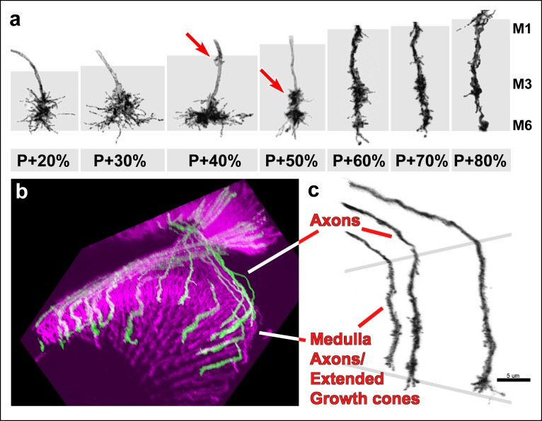 Figure 3—figure supplement 1.