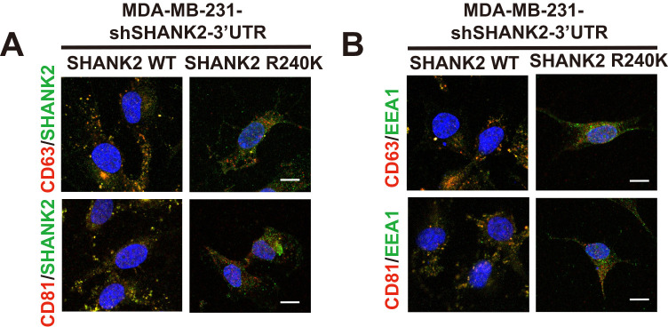 Figure 5—figure supplement 3.