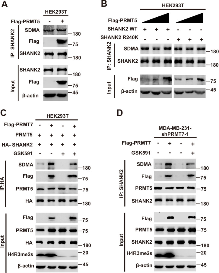 Figure 2—figure supplement 1.