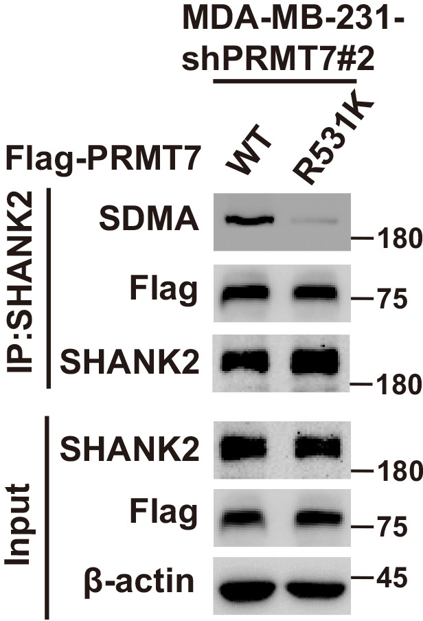 Figure 1—figure supplement 1.