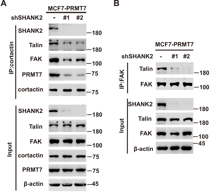 Figure 5—figure supplement 2.