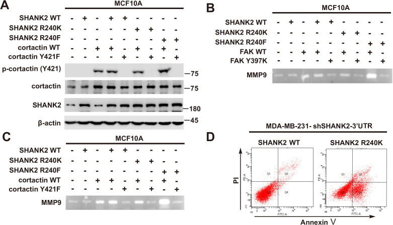 Figure 6—figure supplement 1.