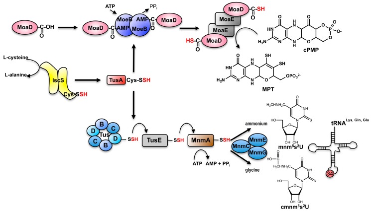 Figure 5