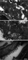 FIG 3