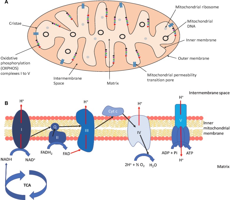 Figure 1.