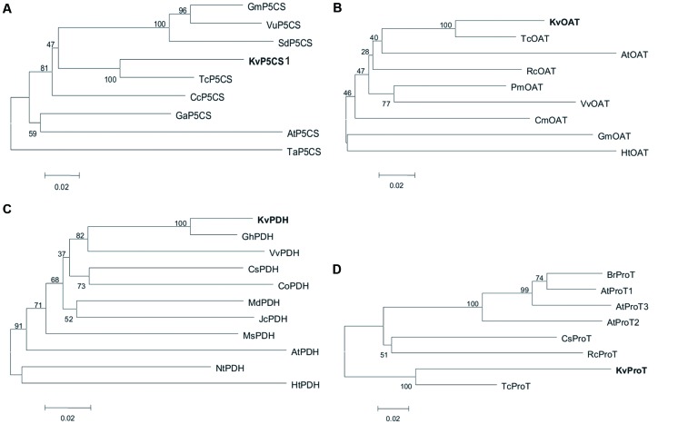 FIGURE 1