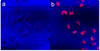 Figure 16