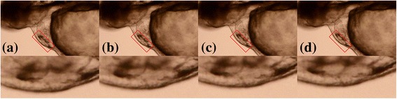 Fig. 7