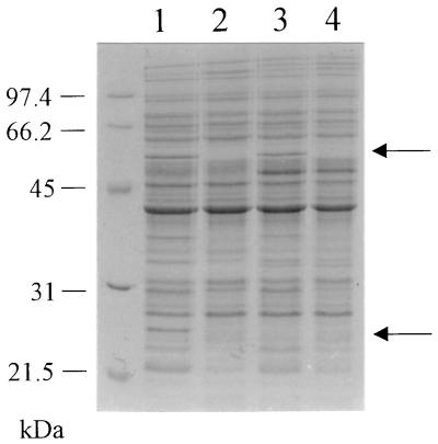 FIG. 1