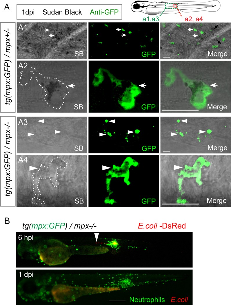 Fig 4