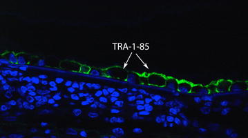 Fig. 9