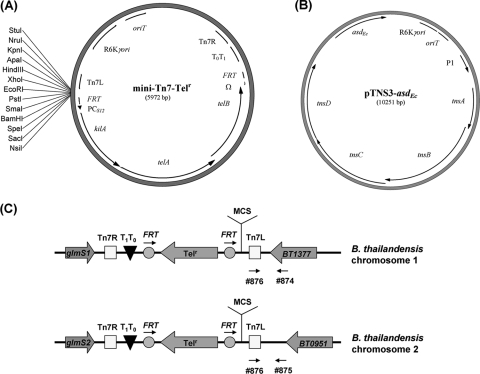 FIG. 2.