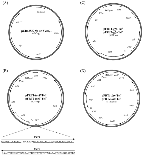 FIG. 4.