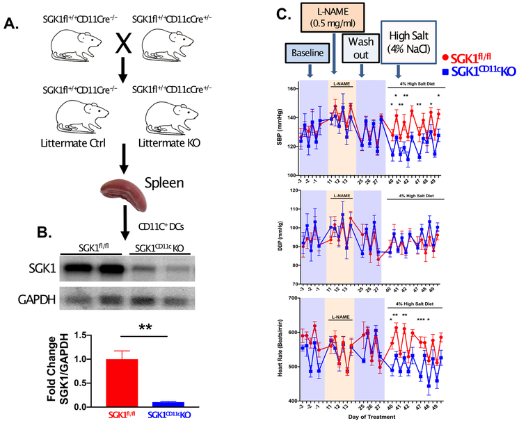 Figure 1: