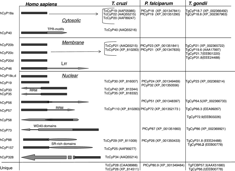 Fig. 7