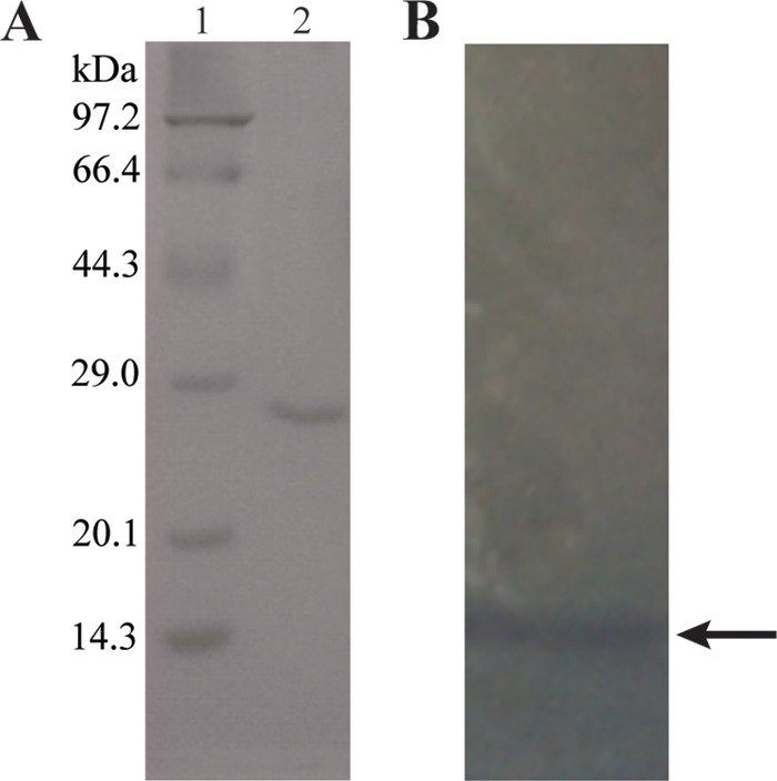 FIG 2