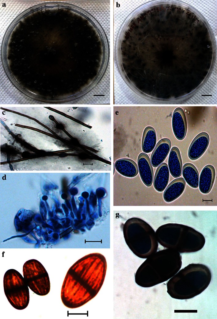 Fig. 5